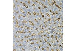 Immunohistochemistry of paraffin-embedded rat liver using ASAH2 antibody.
