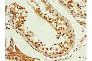 IHC image of ABIN7163773 diluted at 1:200 and staining in paraffin-embedded human testis tissue performed on a Leica BondTM system. (PCBP2 antibody  (AA 171-293))