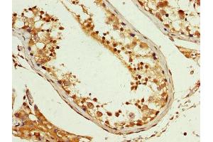 IHC image of ABIN7163773 diluted at 1:200 and staining in paraffin-embedded human testis tissue performed on a Leica BondTM system. (PCBP2 antibody  (AA 171-293))