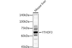 Western blot analysis of extracts of Mouse liver, using YTHDF3 antibody (ABIN6130934, ABIN6150345, ABIN6150346 and ABIN6224441) at 1:1000 dilution.