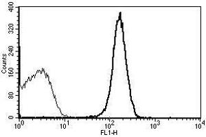 A typical staining pattern with the B-B38 monoclonal antibody of platelets (CD31 antibody)