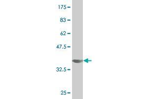 Western Blot detection against Immunogen (34. (SIGLEC6 antibody  (AA 371-453))