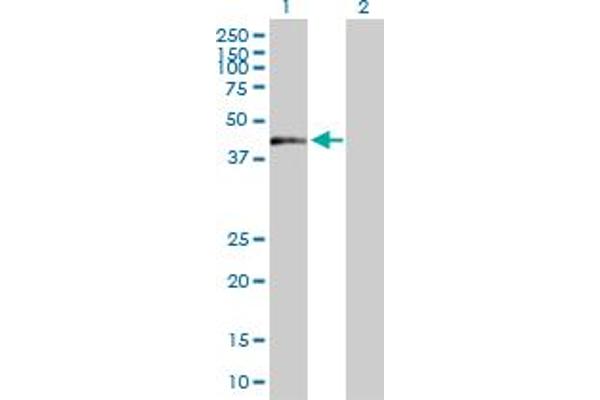 ZNF584 antibody  (AA 1-421)