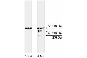 Western blot analysis of caspase-8. (Caspase 8 antibody  (full length))