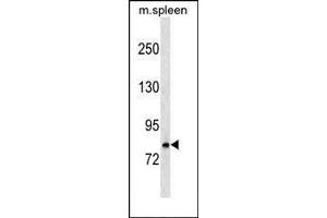 Mouse Rnasel Antibody (N-term) (ABIN1539054 and ABIN2849053) western blot analysis in mouse spleen tissue lysates (35 μg/lane). (RNASEL antibody  (N-Term))