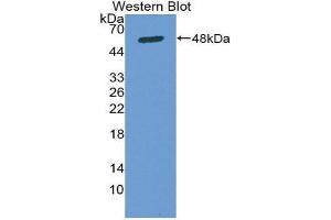 Western Blotting (WB) image for anti-Secreted Protein, Acidic, Cysteine-Rich (Osteonectin) (SPARC) (AA 18-303) antibody (ABIN1078415) (SPARC antibody  (AA 18-303))