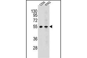 MCHR1 Antibody (C-term) (ABIN654645 and ABIN2844341) western blot analysis in CEM,K562 cell line lysates (35 μg/lane). (MCHR1 antibody  (C-Term))