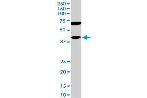 CDX4 monoclonal antibody (M11), clone 2H7. (CDX4 antibody  (AA 202-284))