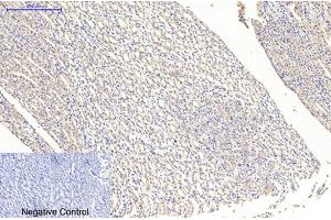 Immunohistochemical analysis of paraffin-embedded rat kidney tissue. (MAP2 antibody)