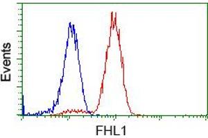 Image no. 3 for anti-Four and A Half LIM Domains 1 (FHL1) antibody (ABIN1500976) (FHL1 antibody)