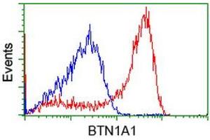 HEK293T cells transfected with either RC223852 overexpress plasmid (Red) or empty vector control plasmid (Blue) were immunostained by anti-BTN1A1 antibody (ABIN2452839), and then analyzed by flow cytometry. (BTN1A1 antibody)