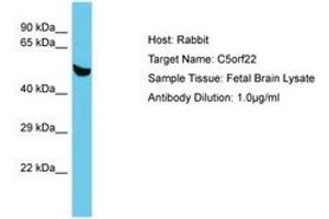 Image no. 1 for anti-Chromosome 5 Open Reading Frame 22 (C5ORF22) (AA 153-202) antibody (ABIN6750627) (C5ORF22 antibody  (AA 153-202))