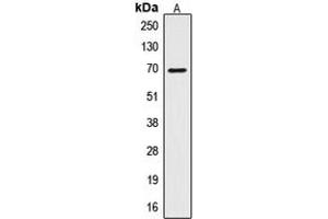 Western blot analysis of CTPS expression in HepG2 (A) whole cell lysates. (CTP Synthase antibody  (N-Term))