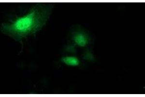 Anti-SH2D2A mouse monoclonal antibody (ABIN2455613) immunofluorescent staining of COS7 cells transiently transfected by pCMV6-ENTRY SH2D2A (RC204162). (SH2D2A antibody)