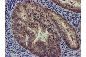 Image no. 4 for anti-Coiled-Coil-Helix-Coiled-Coil-Helix Domain Containing 5 (CHCHD5) (AA 1-110) antibody (ABIN1490561) (CHCHD5 antibody  (AA 1-110))