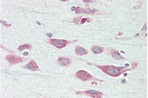 ABIN5539800 (5µg/ml) staining of paraffin embedded Human Cortex. (EXOG antibody  (C-Term))