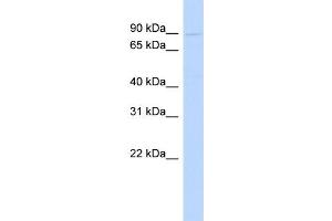 WB Suggested Anti-POSTN Antibody Titration:  1 ug/ml  Positive Control:  721_B cell lysate (Periostin antibody  (N-Term))