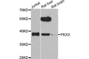 Western blot analysis of extracts of various cell lines, using PEX3 antibody (ABIN5975508) at 1/1000 dilution. (PEX3 antibody)