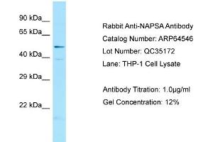 Western Blotting (WB) image for anti-Napsin A Aspartic Peptidase (NAPSA) (C-Term) antibody (ABIN971227) (NAPSA antibody  (C-Term))