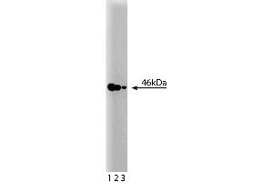 Western blot analysis of MEK2 on a RSV-3T3 cell lysate. (MEK2 antibody  (AA 1-110))