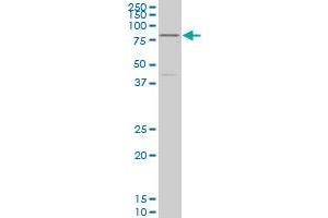 TCF4 monoclonal antibody (M03), clone 1G4 Western Blot analysis of TCF4 expression in K-562 . (TCF4 antibody  (AA 1-365))