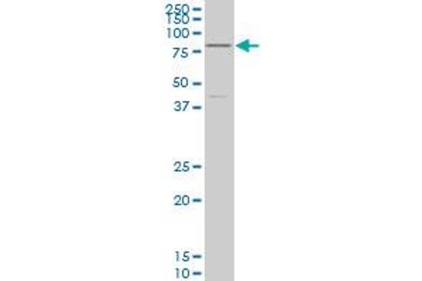 TCF4 antibody  (AA 1-365)