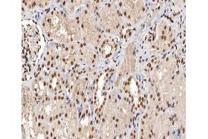 ABIN6267293 at 1/200 staining human kidney sections by IHC-P. (p53 antibody  (pSer315))