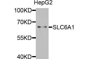 Western blot analysis of extracts of HepG2 cells, using SLC6A1 antibody. (SLC6A1 antibody)