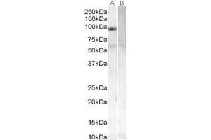 ABIN184701 (0. (PLK4 antibody  (N-Term))