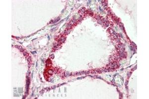 ABIN334378 (2. (COX IV antibody  (C-Term))