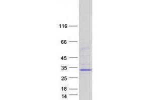MBD3L2 Protein (Myc-DYKDDDDK Tag)