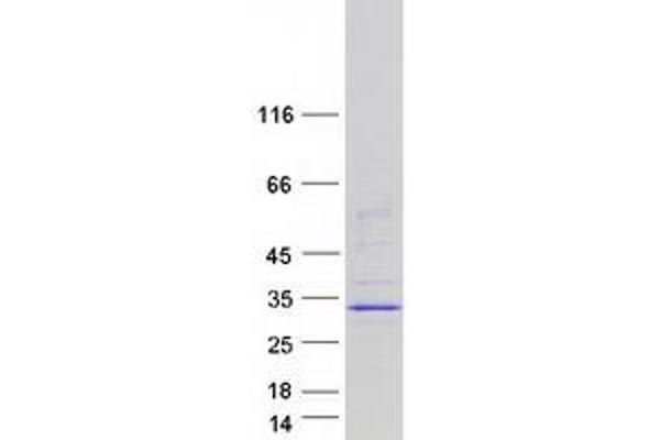 MBD3L2 Protein (Myc-DYKDDDDK Tag)
