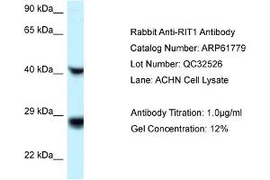 Western Blotting (WB) image for anti-Ras-Like Without CAAX 1 (RIT1) (C-Term) antibody (ABIN786492) (RIT1 antibody  (C-Term))