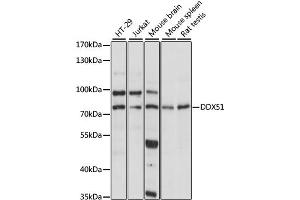 Western blot analysis of extracts of various cell lines, using DDX51 antibody. (DDX51 antibody)