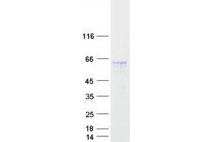 Western Blotting (WB) image for Golgin, RAB6-Interacting (GORAB) protein (Myc-DYKDDDDK Tag) (ABIN2722149)