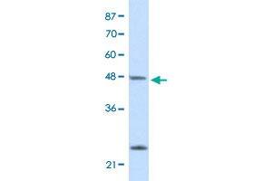 Western Blot analysis of HepG2 cell lysate with CBX6 polyclonal antibody  at 2.