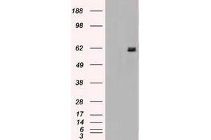 Image no. 2 for anti-Nuclear Receptor Binding Protein 1 (NRBP1) antibody (ABIN1499822) (NRBP1 antibody)