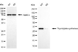 Western blotting analysis using thymidylate synthetase antibody (ABIN7800553). (Recombinant TYMS antibody)