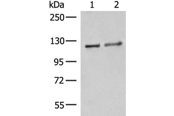 Importin 11 antibody