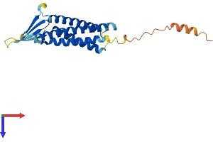 Claudin 20 (CLDN20) (AA 1-219) protein (His tag)