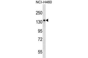 Western Blotting (WB) image for anti-Nardilysin (N-Arginine Dibasic Convertase) (NRD1) antibody (ABIN2997697) (NRD1 antibody)