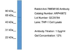WB Suggested Anti-TMEM180  Antibody Titration: 0. (TMEM180 antibody  (Middle Region))
