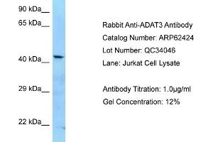 Western Blotting (WB) image for anti-Adenosine Deaminase, tRNA-Specific 3 (ADAT3) (C-Term) antibody (ABIN2789139)