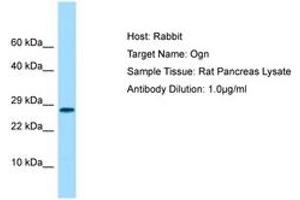 Image no. 1 for anti-Osteoglycin (OGN) (C-Term) antibody (ABIN6749874)
