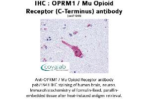 Image no. 1 for anti-Opioid Receptor, mu 1 (OPRM1) (C-Term) antibody (ABIN1737657) (Mu Opioid Receptor 1 antibody  (C-Term))