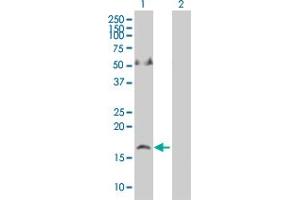 Western Blot analysis of APLN expression in transfected 293T cell line by APLN MaxPab polyclonal antibody. (Apelin antibody  (AA 1-122))