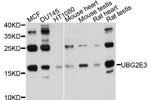 Western blot analysis of extracts of various cell lines, using UBE2G2 antibody.