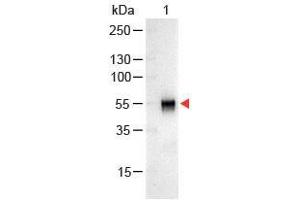 Western Blot of Goat anti-Rabbit IgG Antibody Alkaline Phosphatase Conjugated. (Goat anti-Rabbit IgG (Heavy & Light Chain) Antibody (Alkaline Phosphatase (AP)) - Preadsorbed)