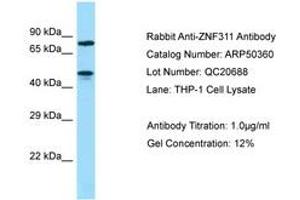 ZNF311 antibody  (AA 187-236)