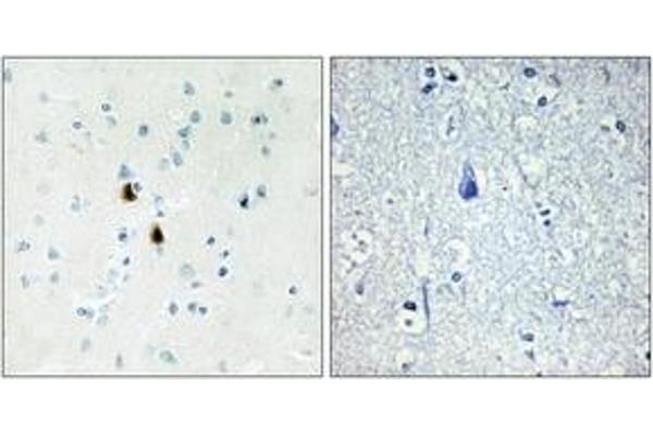 PKIA antibody  (AA 10-59)